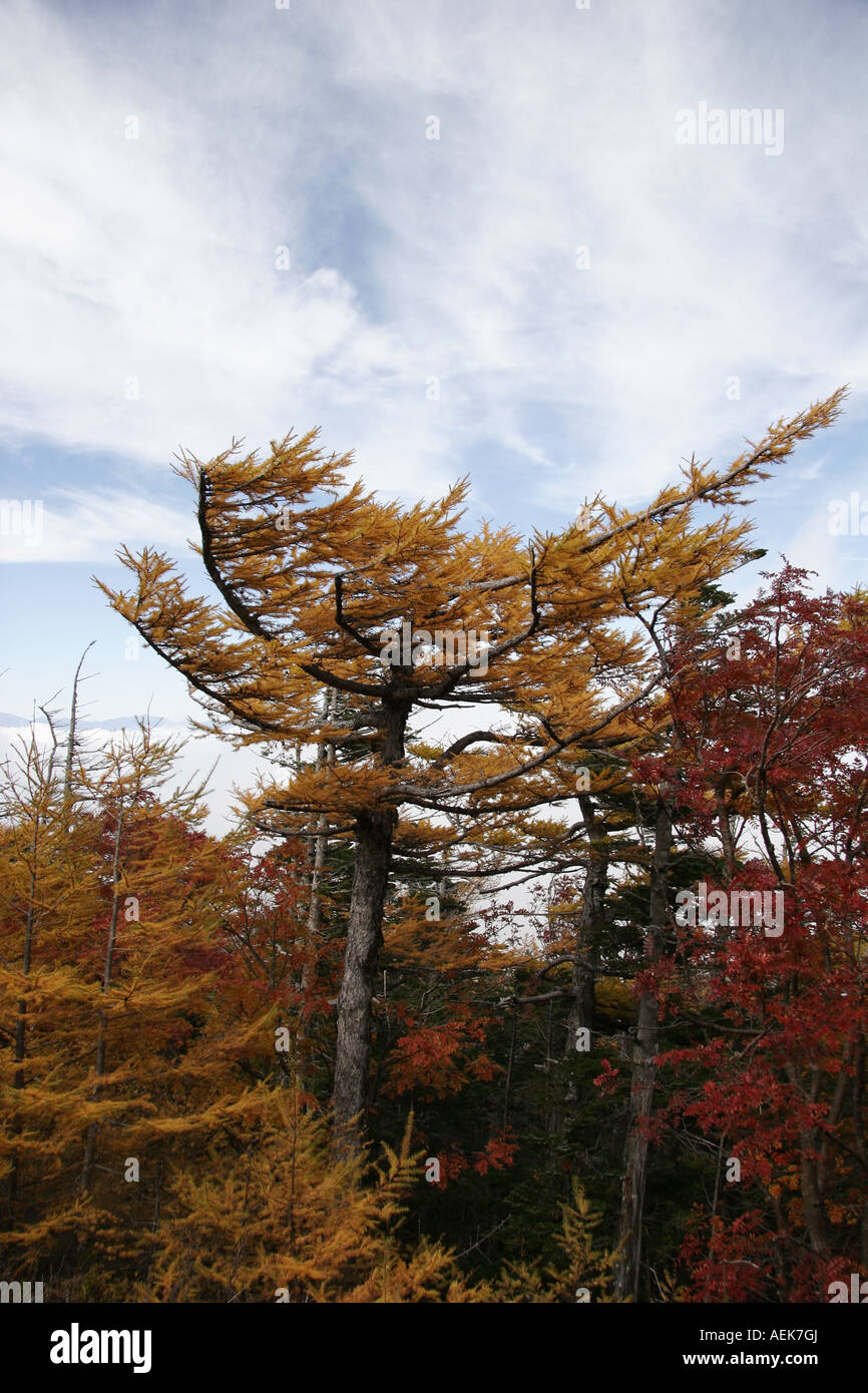 Herbstliche Bäume gegen die perfekte Herbsthimmel auf dem Mount Fuji Stockfoto