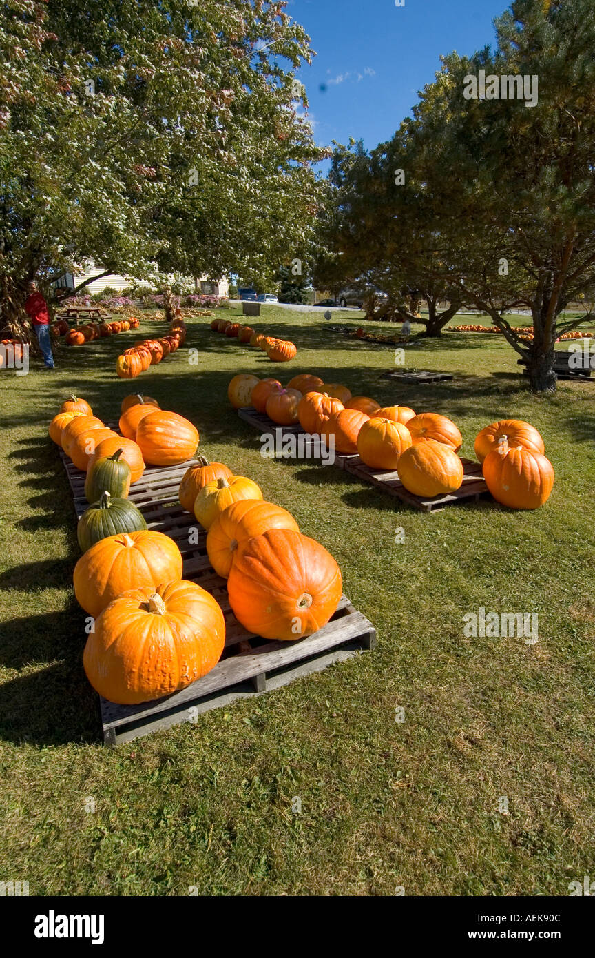 Bereich der Kürbisse zum Verkauf an Halloween-Zeit Stockfoto