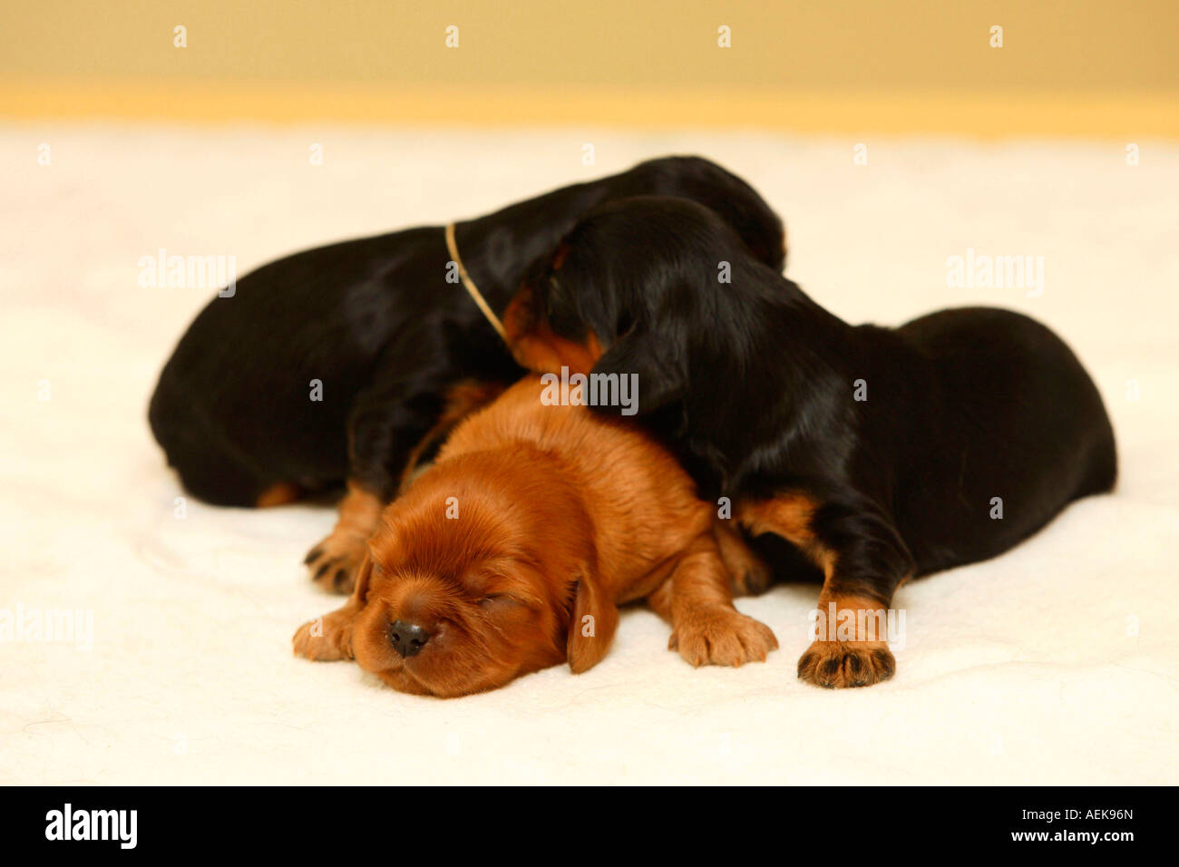 Cavalier King Charles Spaniel Welpen Black And Tan und Ruby 10 Tage Stockfoto