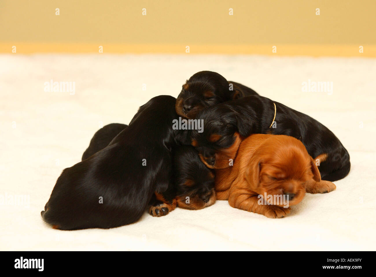Cavalier King Charles Spaniel Welpen Black And Tan und Ruby 10 Tage Stockfoto