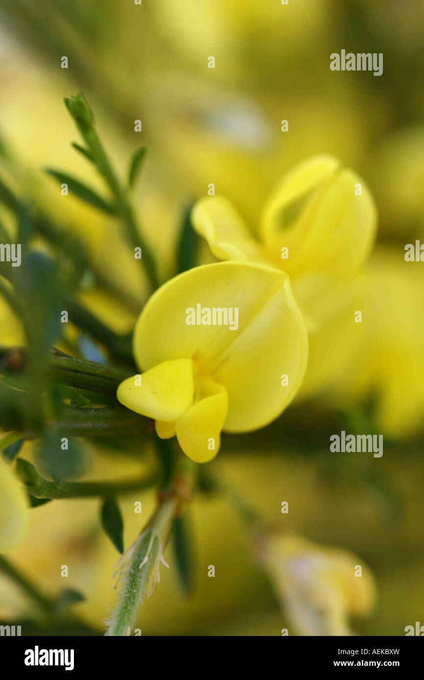 Besen - Cytisus praecox Stockfoto