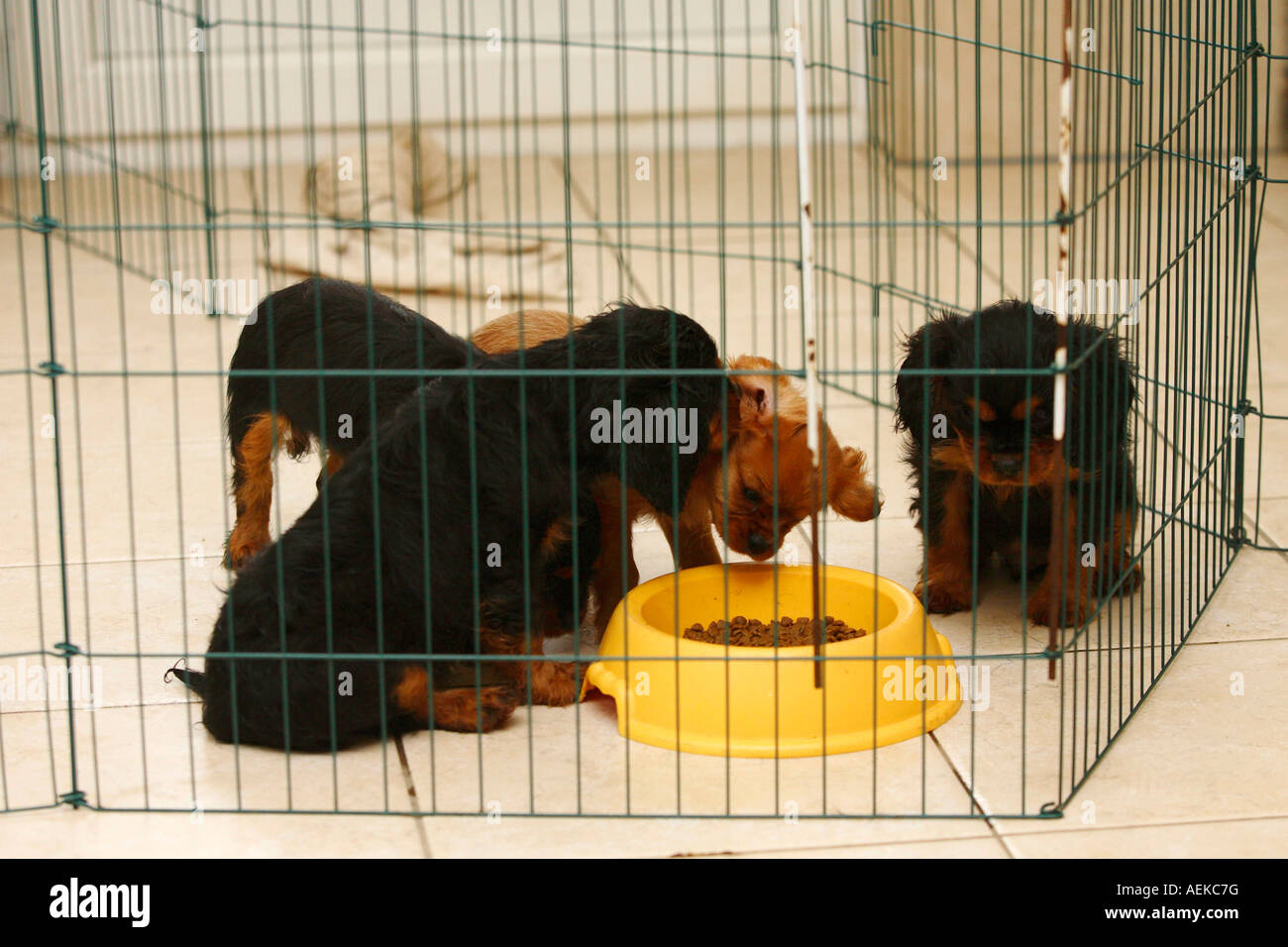 Cavalier King Charles Spaniel Welpen 10 Wochen in der Welpen-Gehäuse Stockfoto