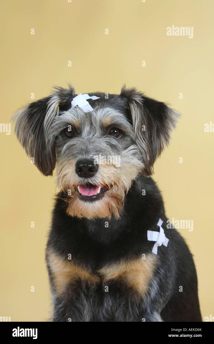 Gemischte Rasse Hund mit medizinischen Streifen verletzt Stockfoto