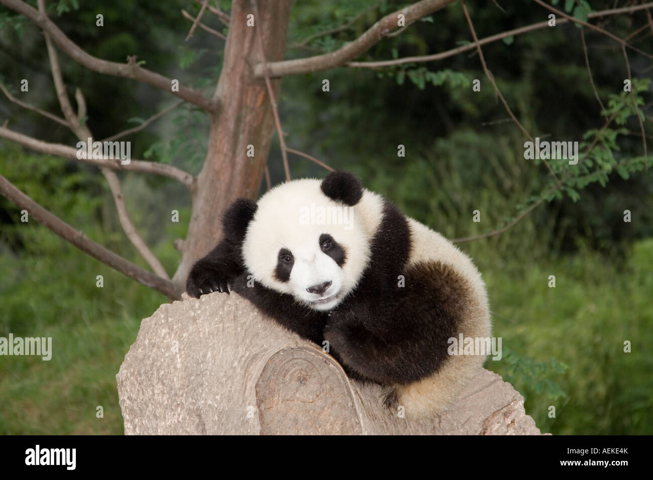 Ein Panda in der Panda Zentrum im Wolong-Naturschutzgebiet, Sichuan, China. Stockfoto
