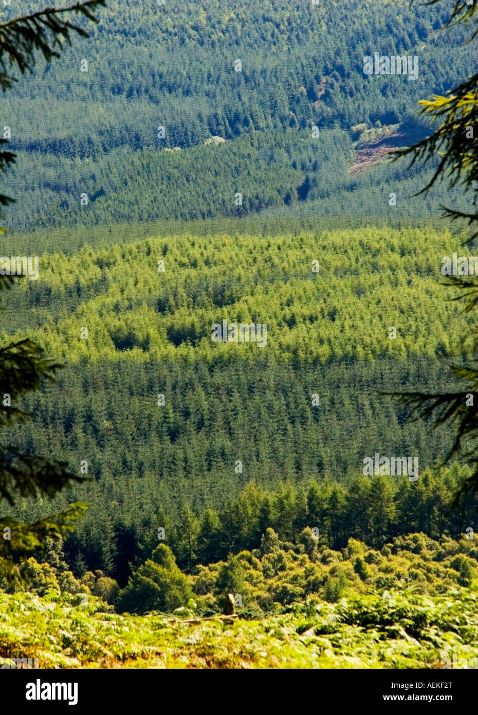Eine geschichtete Ansicht der Aufforstung in den schottischen Glens Schottland August 2007 Stockfoto