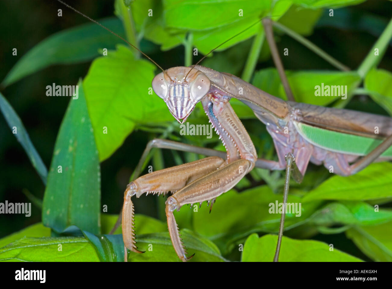 Chinesischer Mantis, Tenodera Aridifolia, Insekt Stockfoto