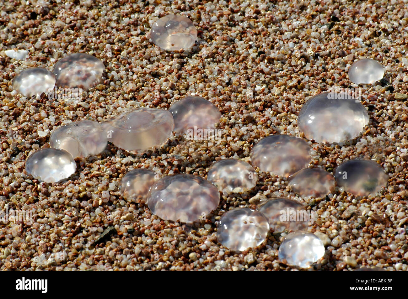 Quallen in Pebble beach Stockfoto