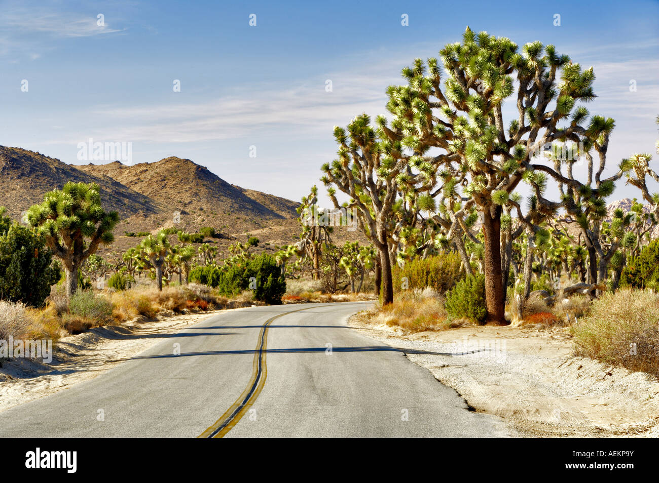 Straße in Joshua Tree Nationalpark Kalifornien Stockfoto