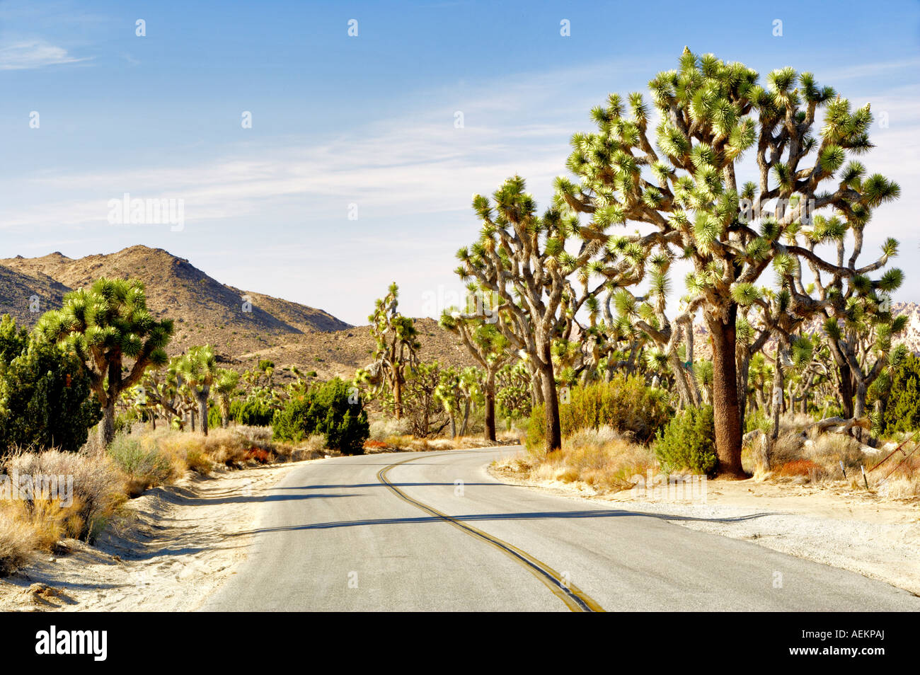 Straße in Joshua Tree Nationalpark Kalifornien Stockfoto