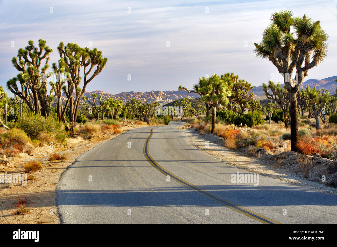 Straße in Joshua Tree Nationalpark Kalifornien Stockfoto
