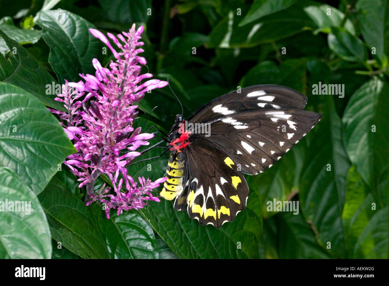 Ornithoptera Richmondii (Richmond Birdwing) Schmetterling im Flug über den Boden auf Nektar reichen tropischen Blume Stockfoto