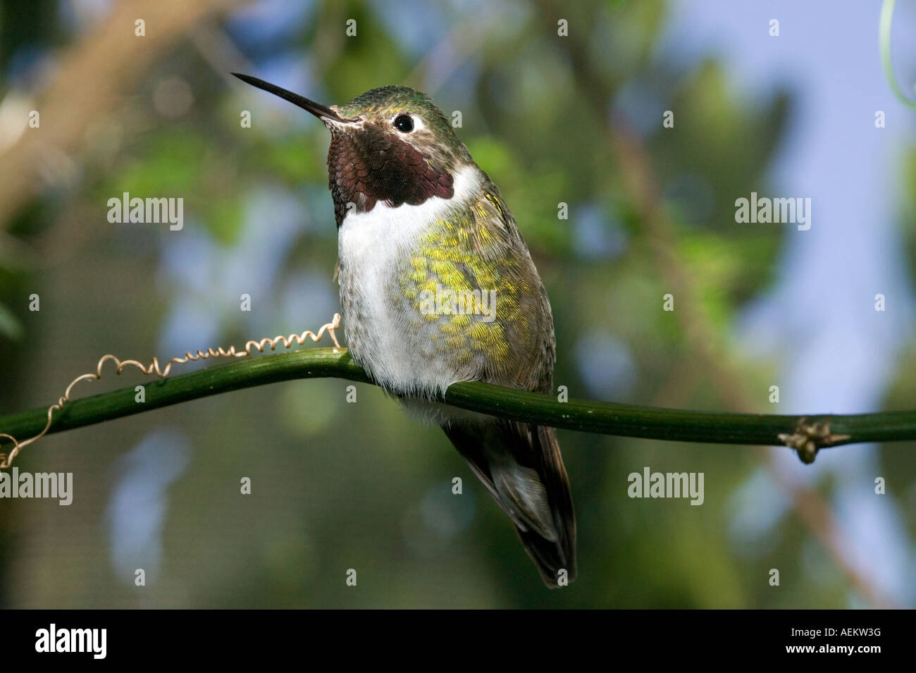 Rubin-throated Kolibri thront auf Zweig in Voliere Stockfoto