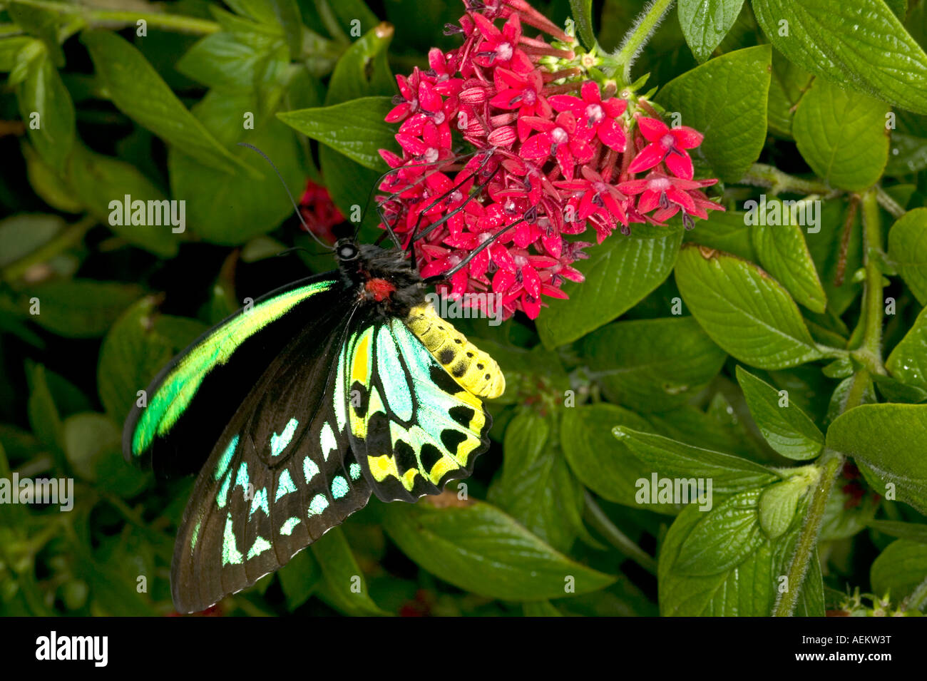 Ornithoptera Richmondii (Richmond Birdwing) Schmetterling im Flug über den Boden auf Nektar reichen tropischen Blume Stockfoto