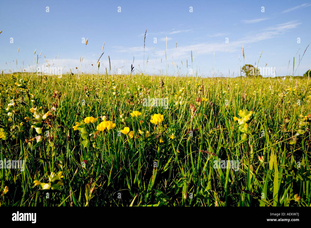 Wildblumenwiese auf Coatla Landzunge in der Nähe von Swanage Dorset UK Stockfoto