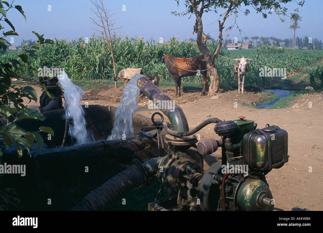 Ägypten in Nordafrika Nahost Nil Delta Bewässerung Diesel angetriebene Wasserpumpe mit Rindern an Baum in der Nähe ein Feld von Pflanzen gebunden werden Stockfoto
