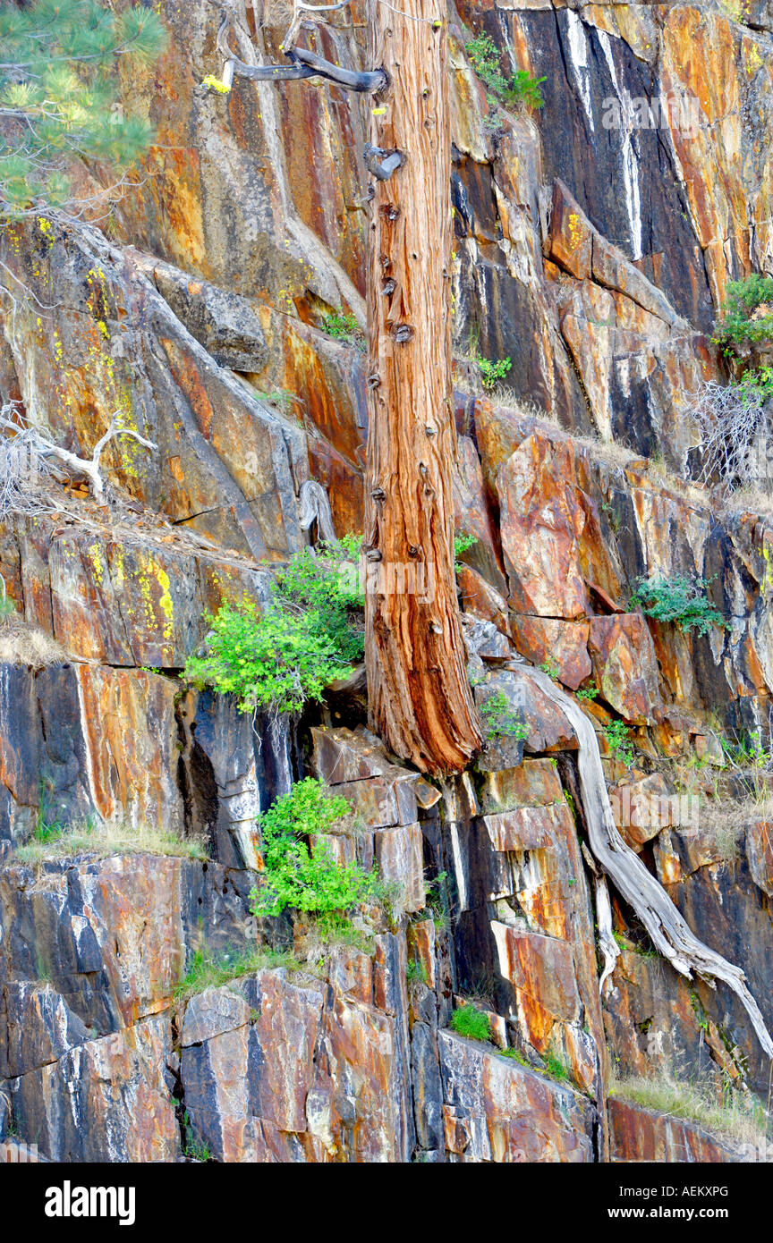 Zeder und bunten Felsen über Glen Alpine Creek Kalifornien Stockfoto