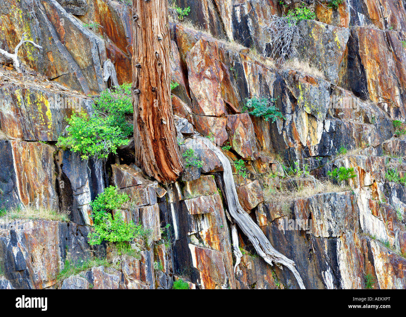Zeder und bunten Felsen über Glen Alpine Creek Kalifornien Stockfoto