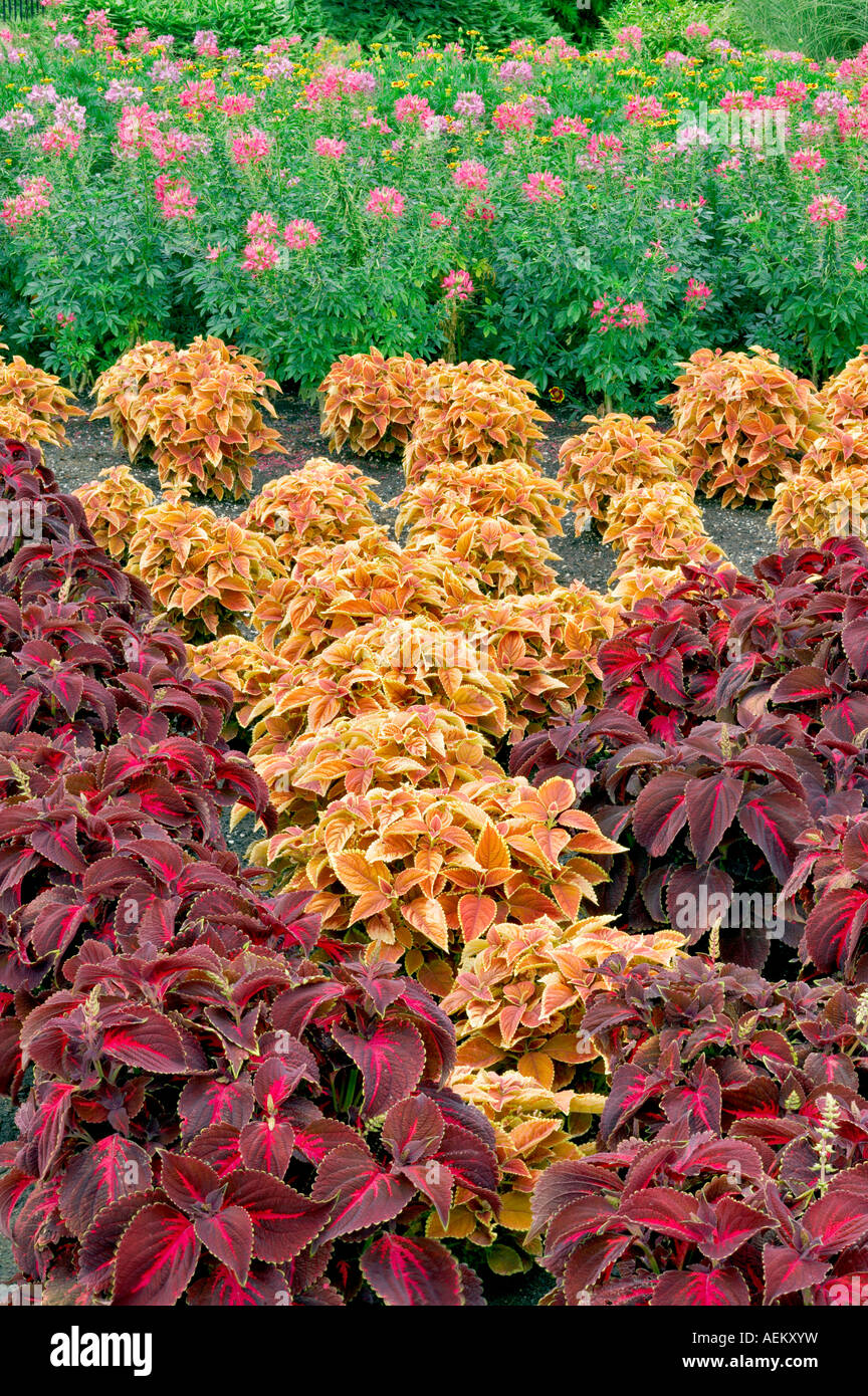 Colius und Spider Blumen Oregon Gardens Stockfoto
