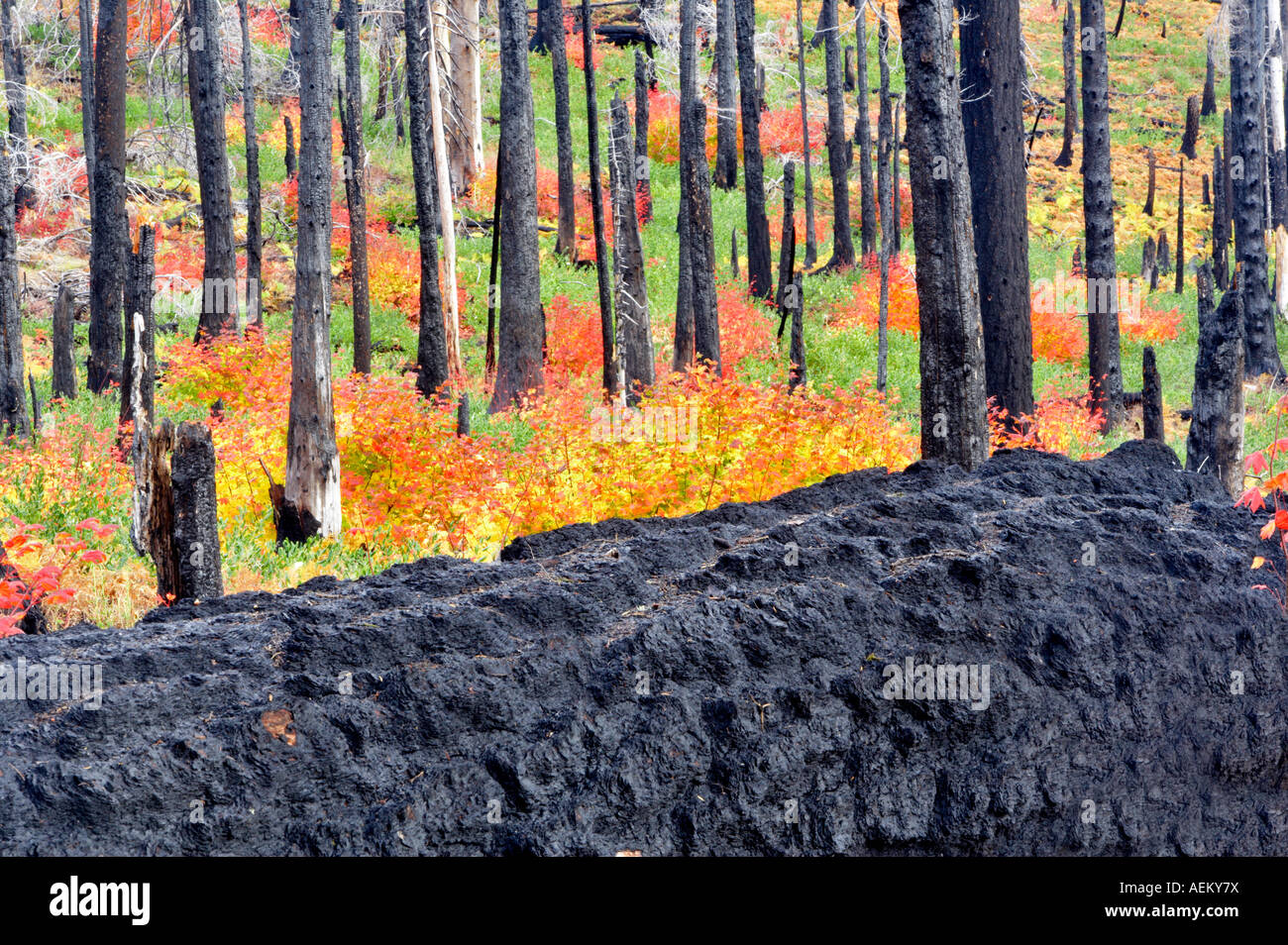 Mehrfarbige Rebe Ahorn im Wald Santiam Pass Oregon ausgebrannt Stockfoto