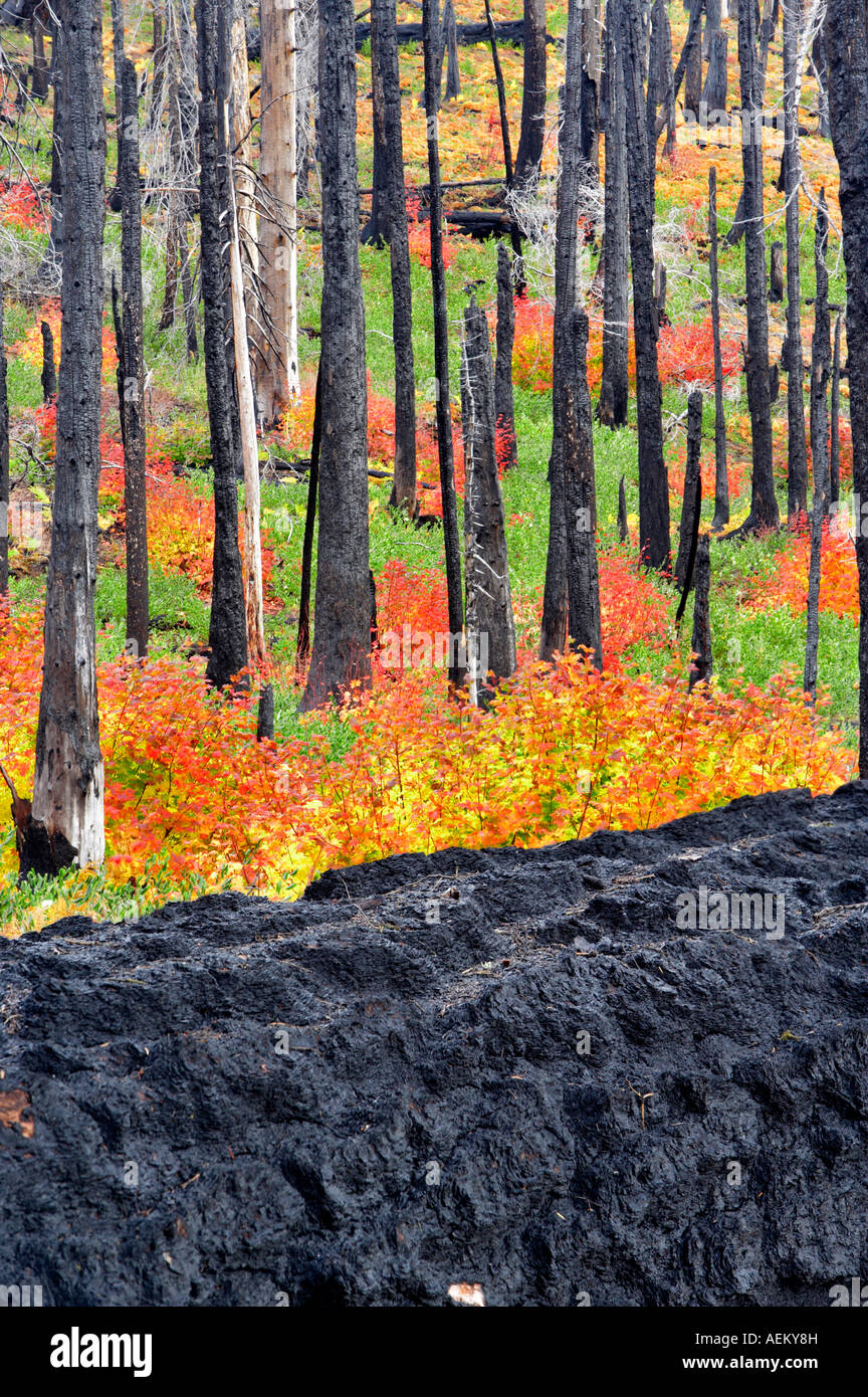 Mehrfarbige Rebe Ahorn im Wald Santiam Pass Oregon ausgebrannt Stockfoto