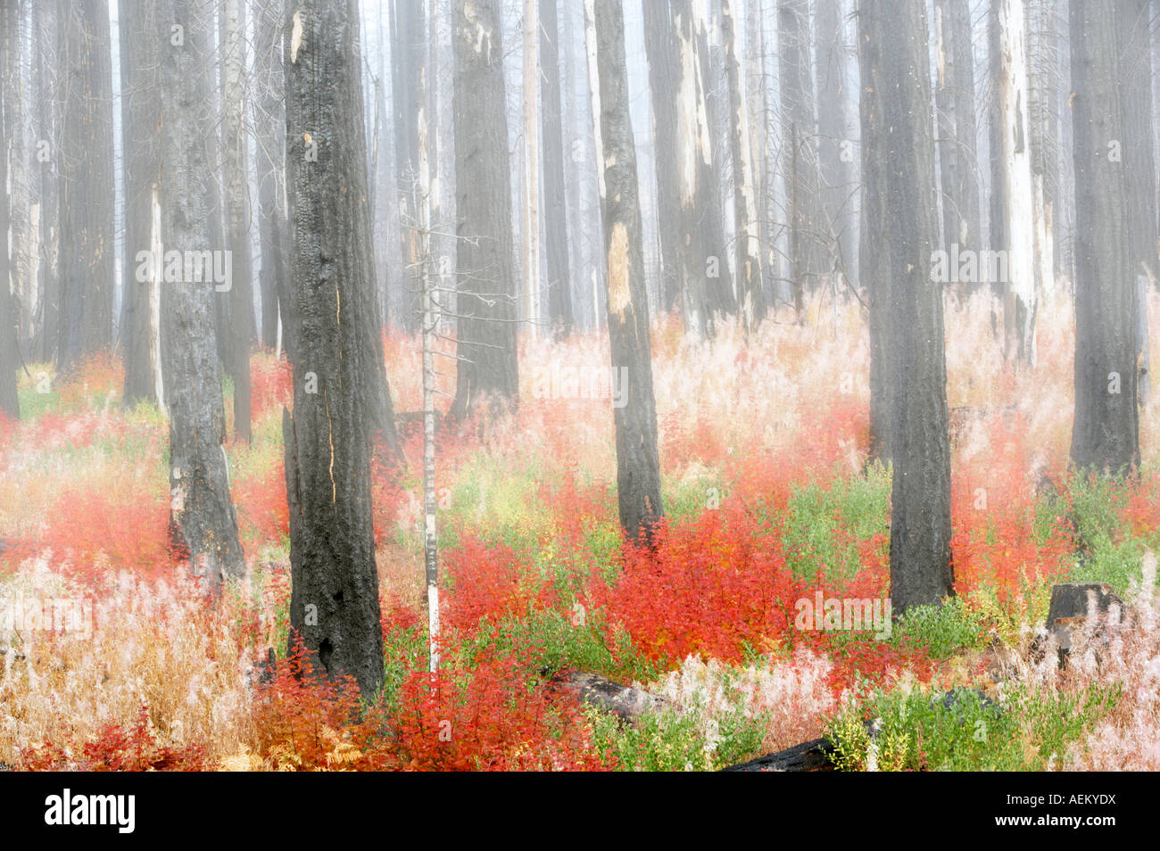 Mehrfarbige Rebe Ahorn in ausgebrannten Wald Deschutes National Forest Oregon Stockfoto