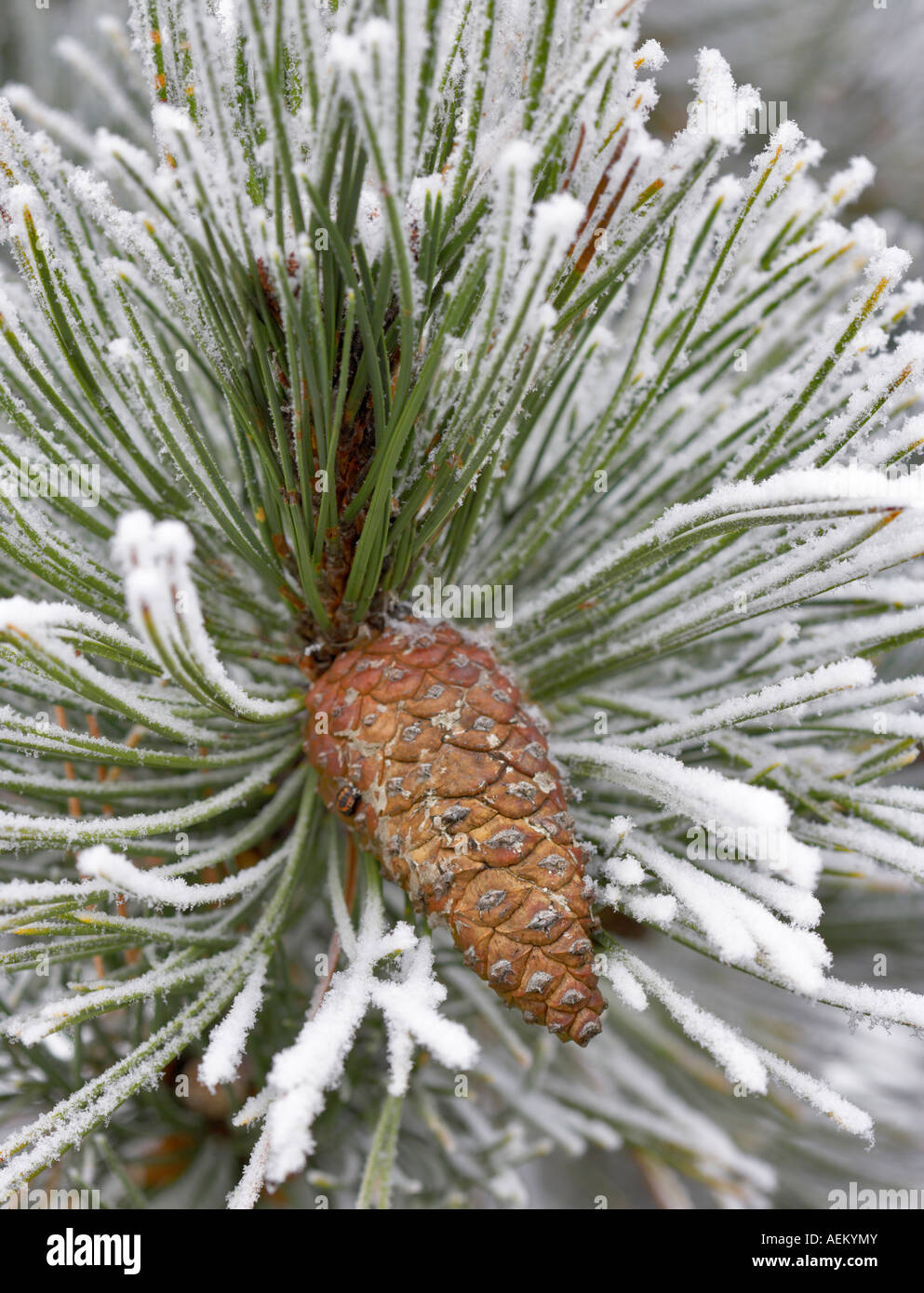 Kiefer mit Raureif Wilsonville, Oregon Stockfoto