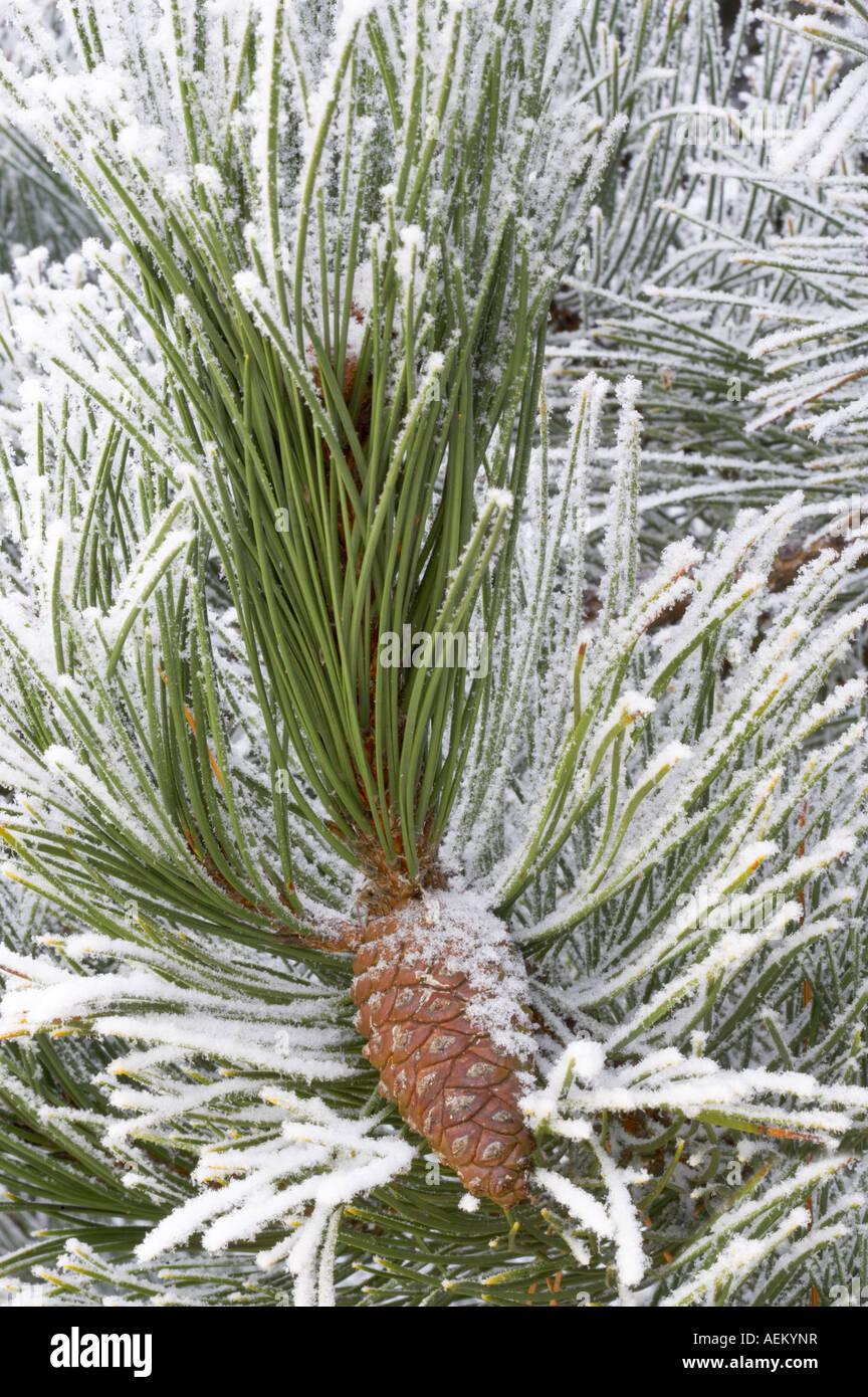 Kiefer mit Raureif Wilsonville, Oregon Stockfoto