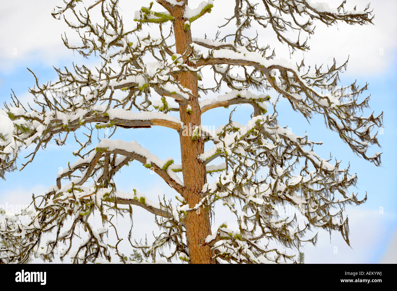 Schnee mit Ponderosa-Kiefer Elkhorn fahren National Scenic Byway Oregon Stockfoto