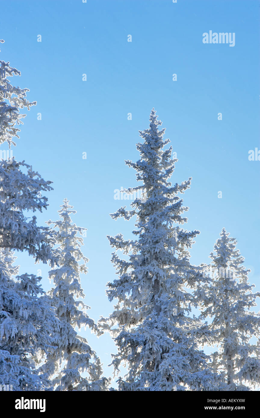 Raureif auf Bäumen in der Nähe von Anthony Seen Oregon Stockfoto