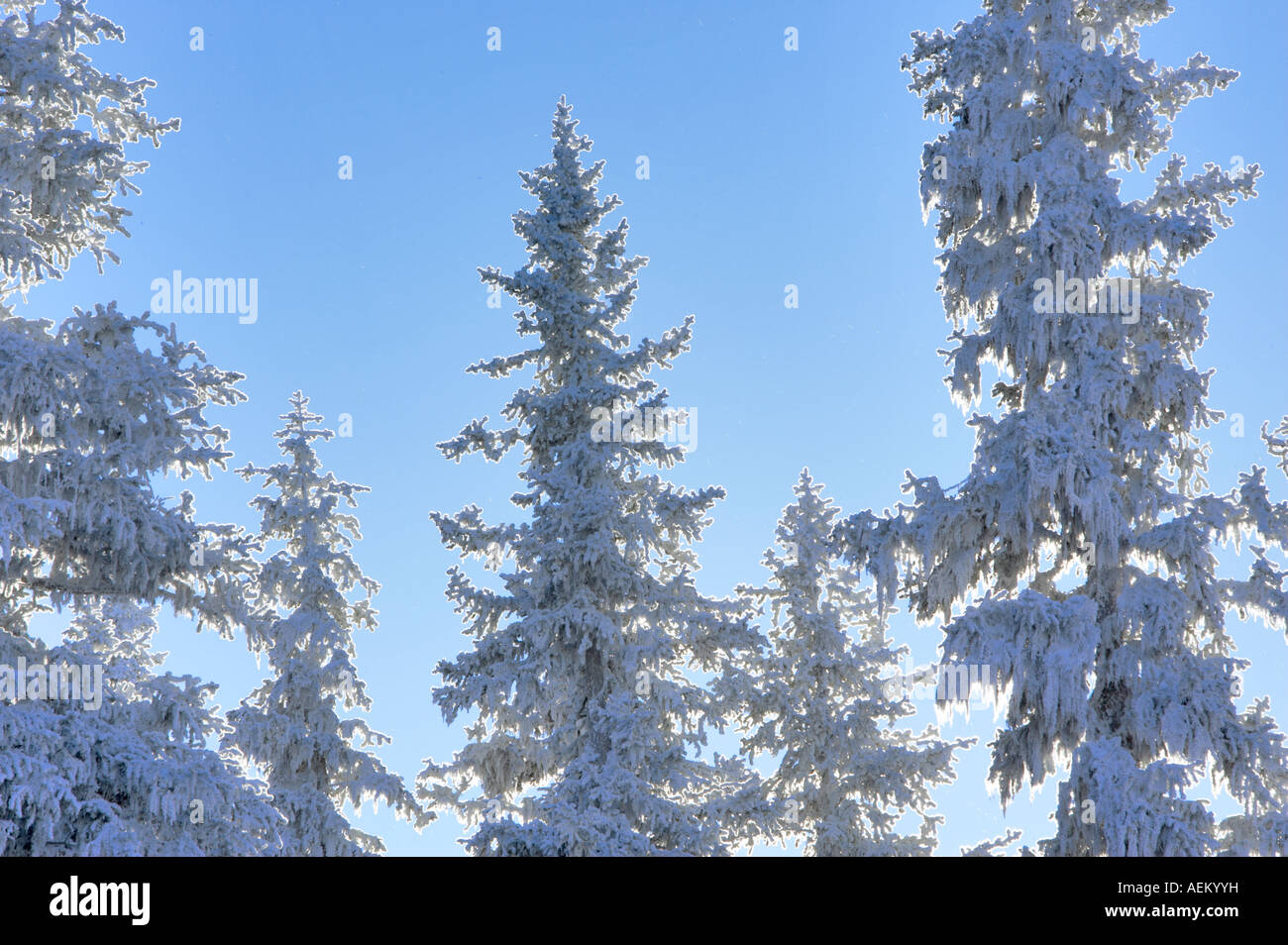 Raureif auf Bäumen in der Nähe von Anthony Seen Oregon Stockfoto