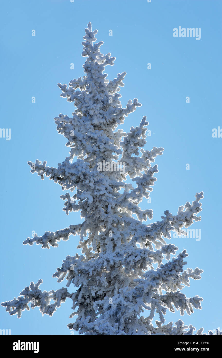 Raureif auf Baum in der Nähe von Anthony Seen Oregon Stockfoto