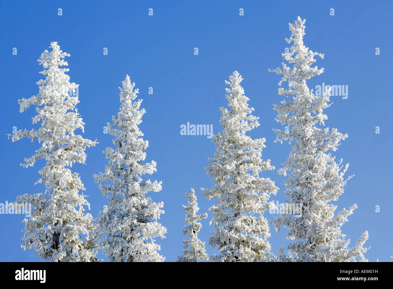 Raureif auf Bäumen in der Nähe von Anthony Seen Oregon Stockfoto