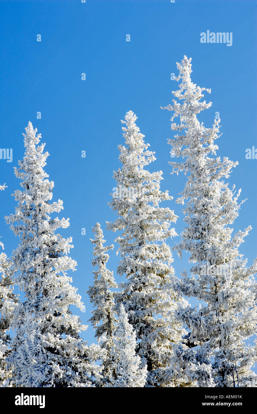 Raureif auf Bäumen in der Nähe von Anthony Seen Oregon Stockfoto