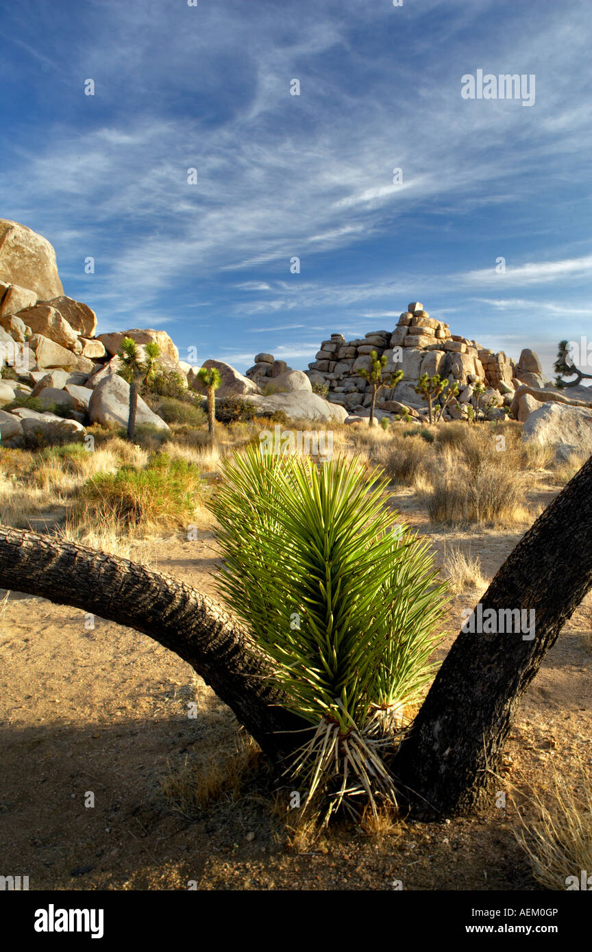 Joshua Bäume in Joshua Tree Nationalpark Kalifornien Stockfoto