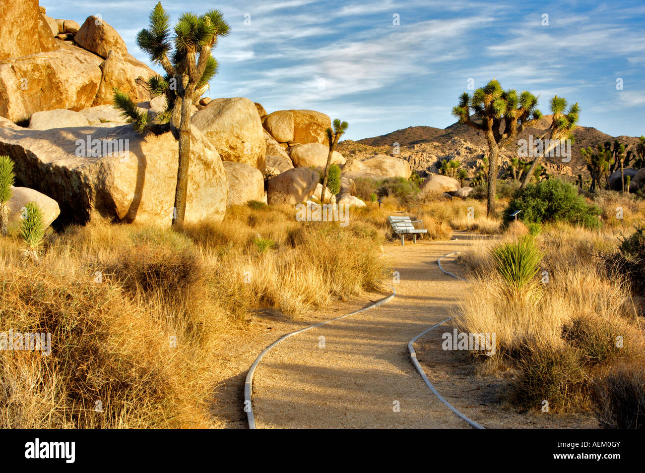 Joshua Bäume und Weg in Joshua Tree Nationalpark Kalifornien Stockfoto