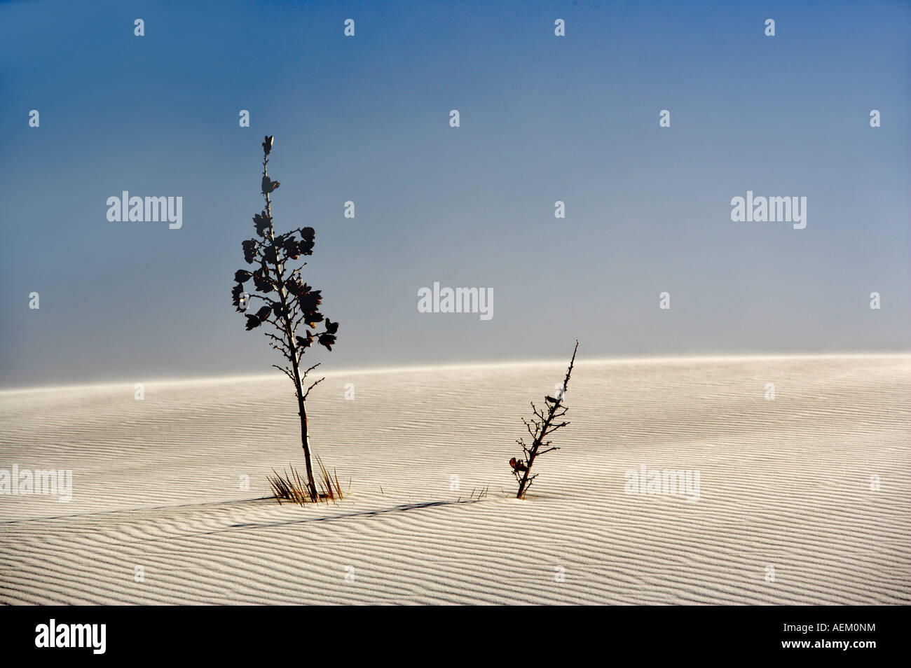 Yucca Pflanze bedeckt im Sand White Sands National Monument New Mexico Stockfoto