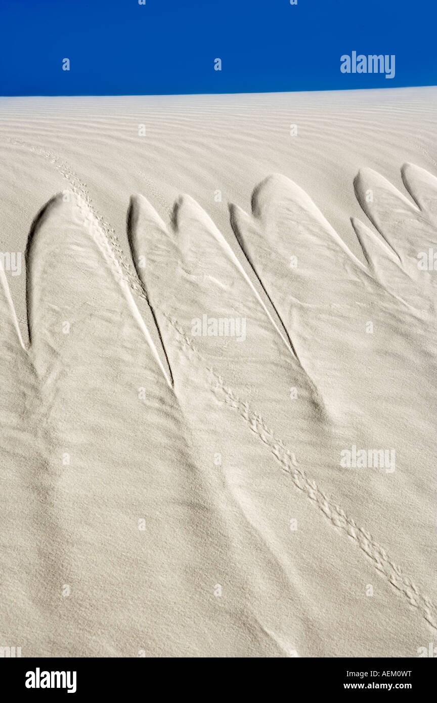 Sand-Rutsche mit Tierspuren White Sands National Monument New Mexico Stockfoto