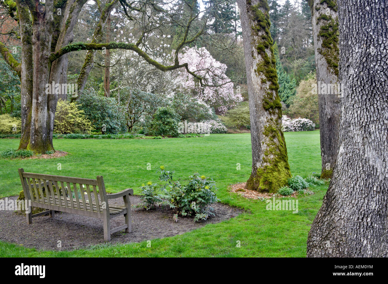 Eichen Bank und blühende Magnolie in Rasen Bischöfe enge Gärten Portland Oregon Stockfoto