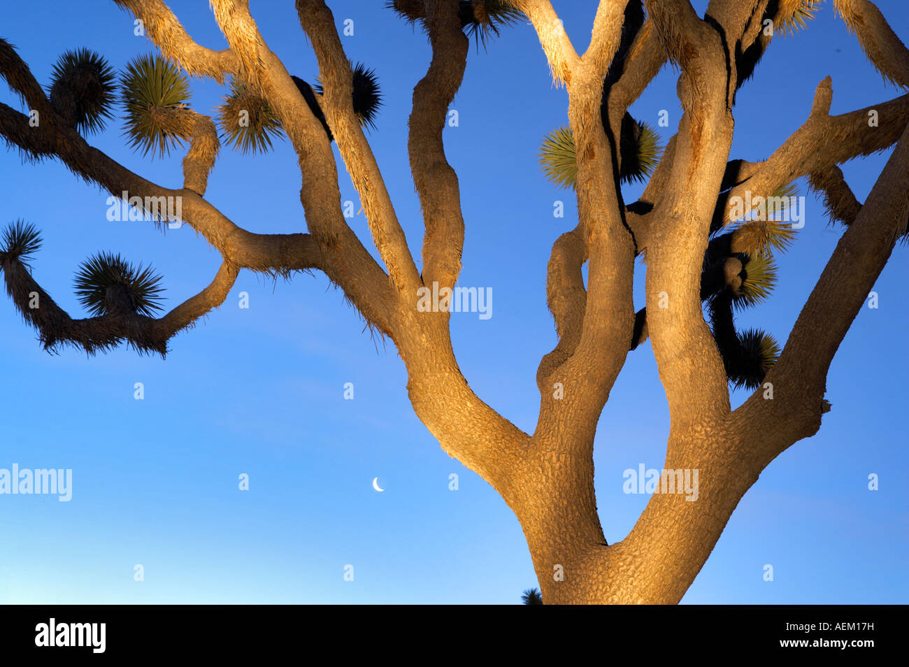 Joshua Tree mit moonin Joshua Tree Nationalpark Kalifornien Stockfoto