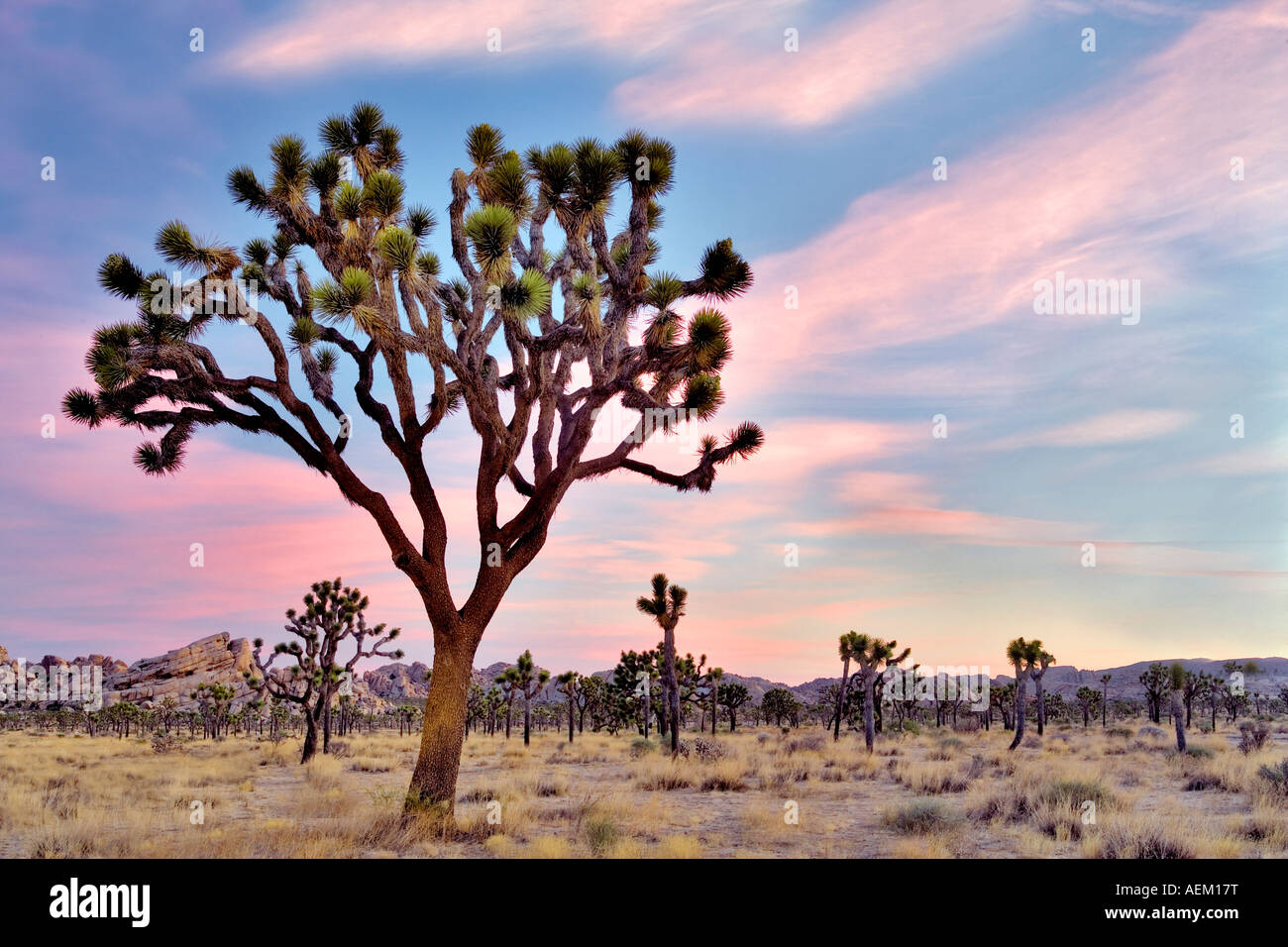 Sonnenaufgang in Joshua Bäume in Joshua Tree Nationalpark Kalifornien Stockfoto