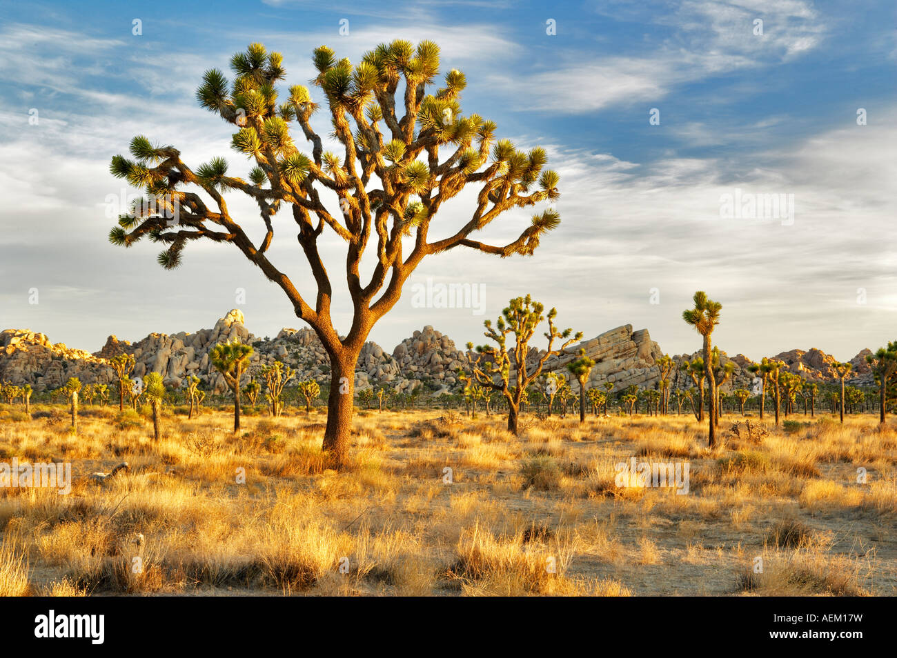 Joshua Bäume in Joshua Tree Nationalpark Kalifornien Stockfoto