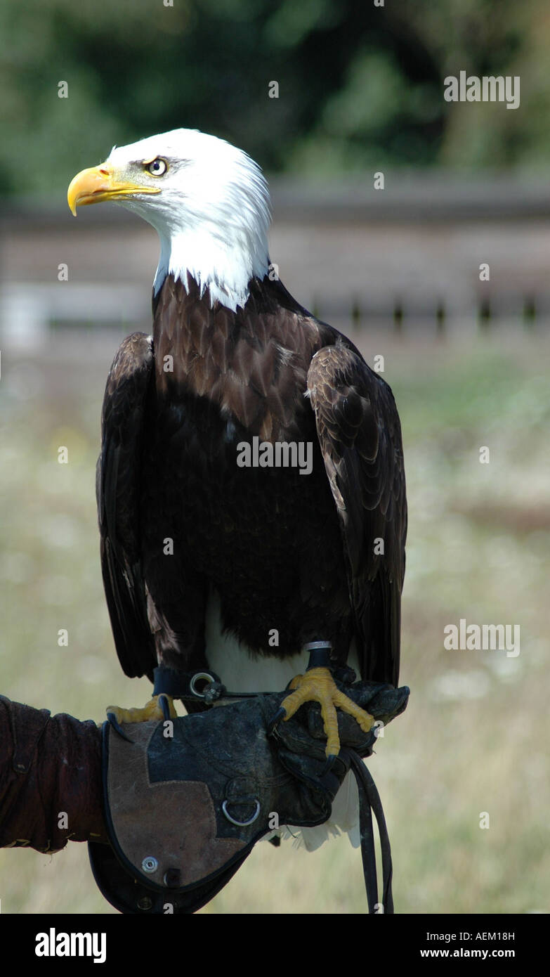 Weißkopf-Seeadler oder American Eagle Stockfoto