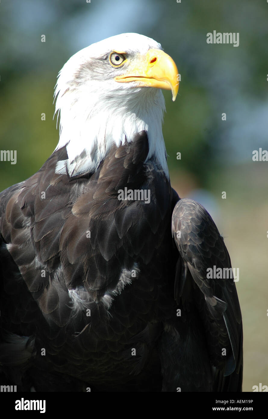 Weißkopf-Seeadler oder American Eagle Raubvogel Haliaeetus Leucocephalus Stockfoto