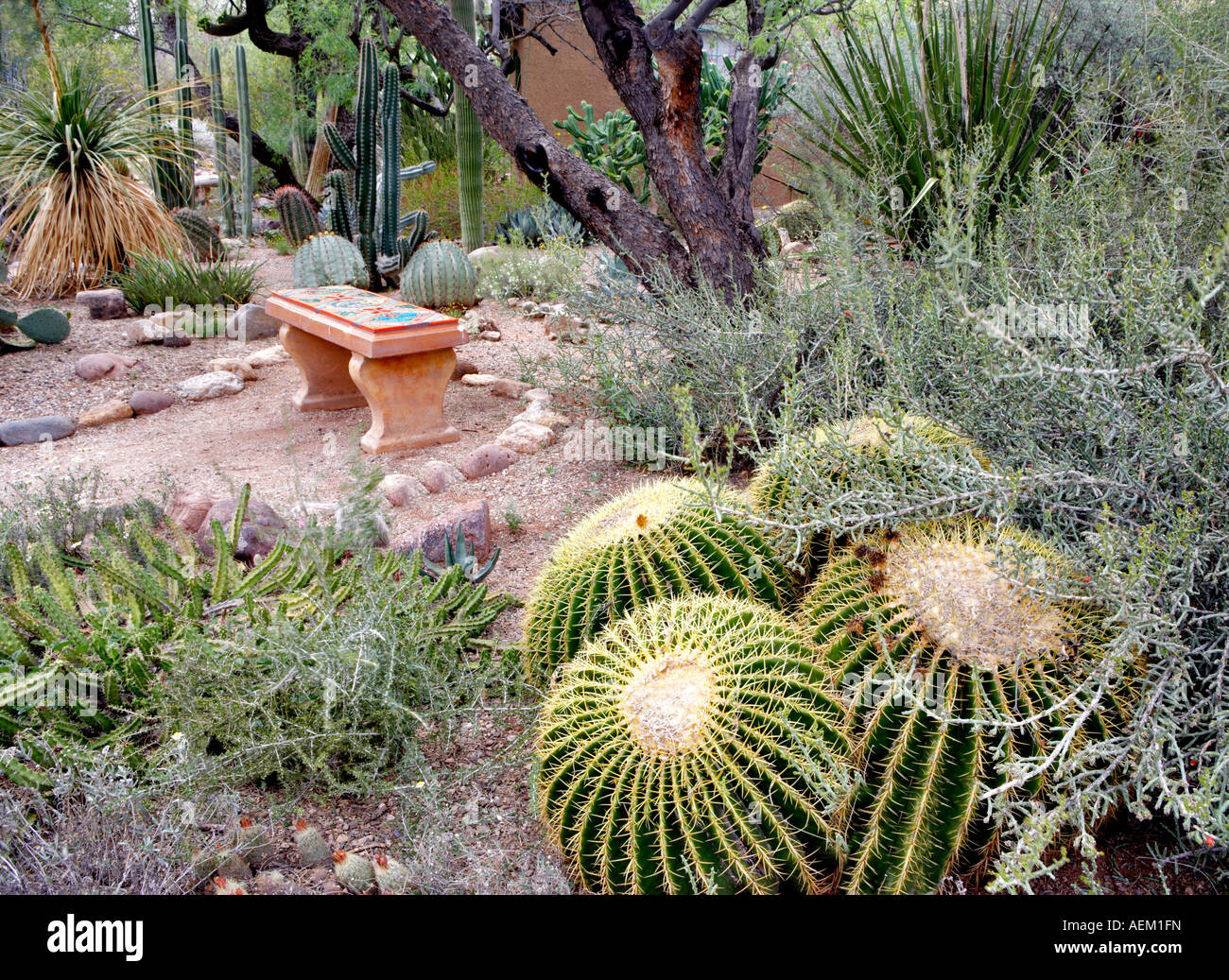 Kakteengarten Mit Sitzbank In Tucson Botanical Gardens Tucson