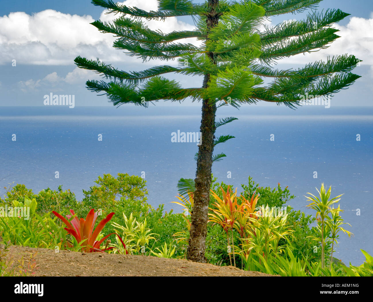 Norfolk Insel Kiefer und Meer vom Garten von Eden Botanical Gardens Maui Hawaii Stockfoto