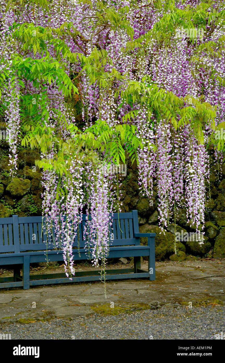 Blauregen Wisteria Floribunda anf Bank Bischöfe nahe Portland Oregon Stockfoto