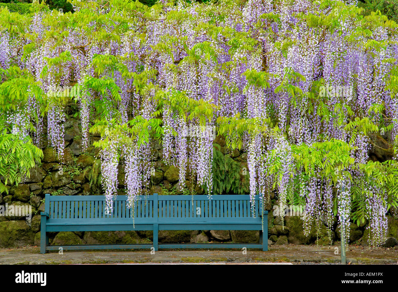 Blauregen Wisteria Floribunda anf Bank Bischöfe nahe Portland Oregon Stockfoto