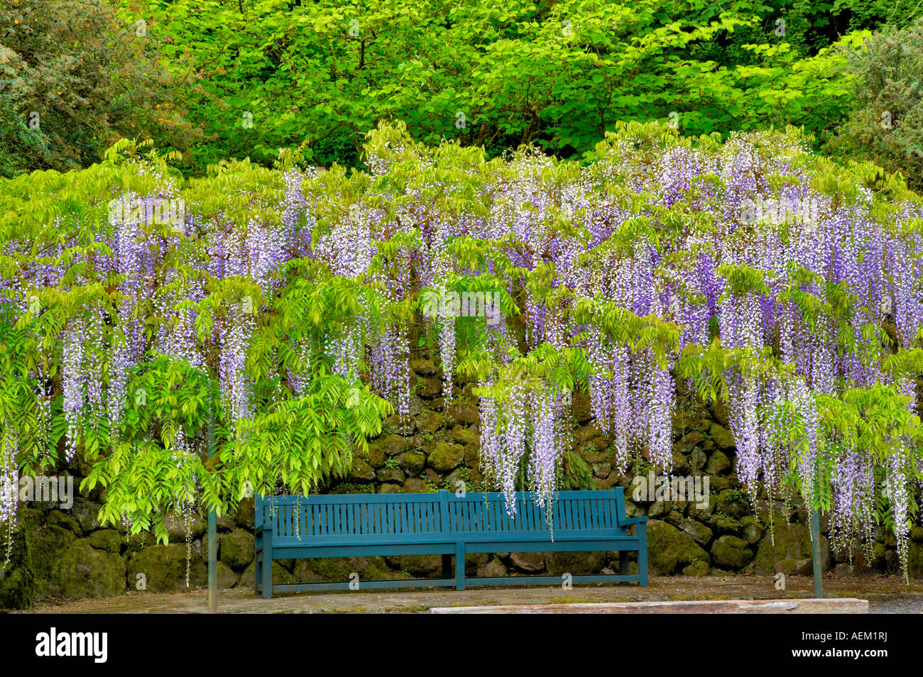 Blauregen Wisteria Floribunda anf Bank Bischöfe nahe Portland Oregon Stockfoto