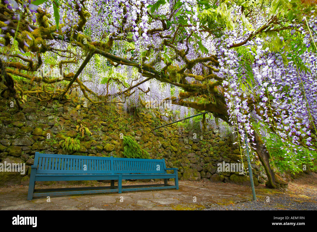 Blauregen Wisteria Floribunda anf Bank Bischöfe nahe Portland Oregon Stockfoto