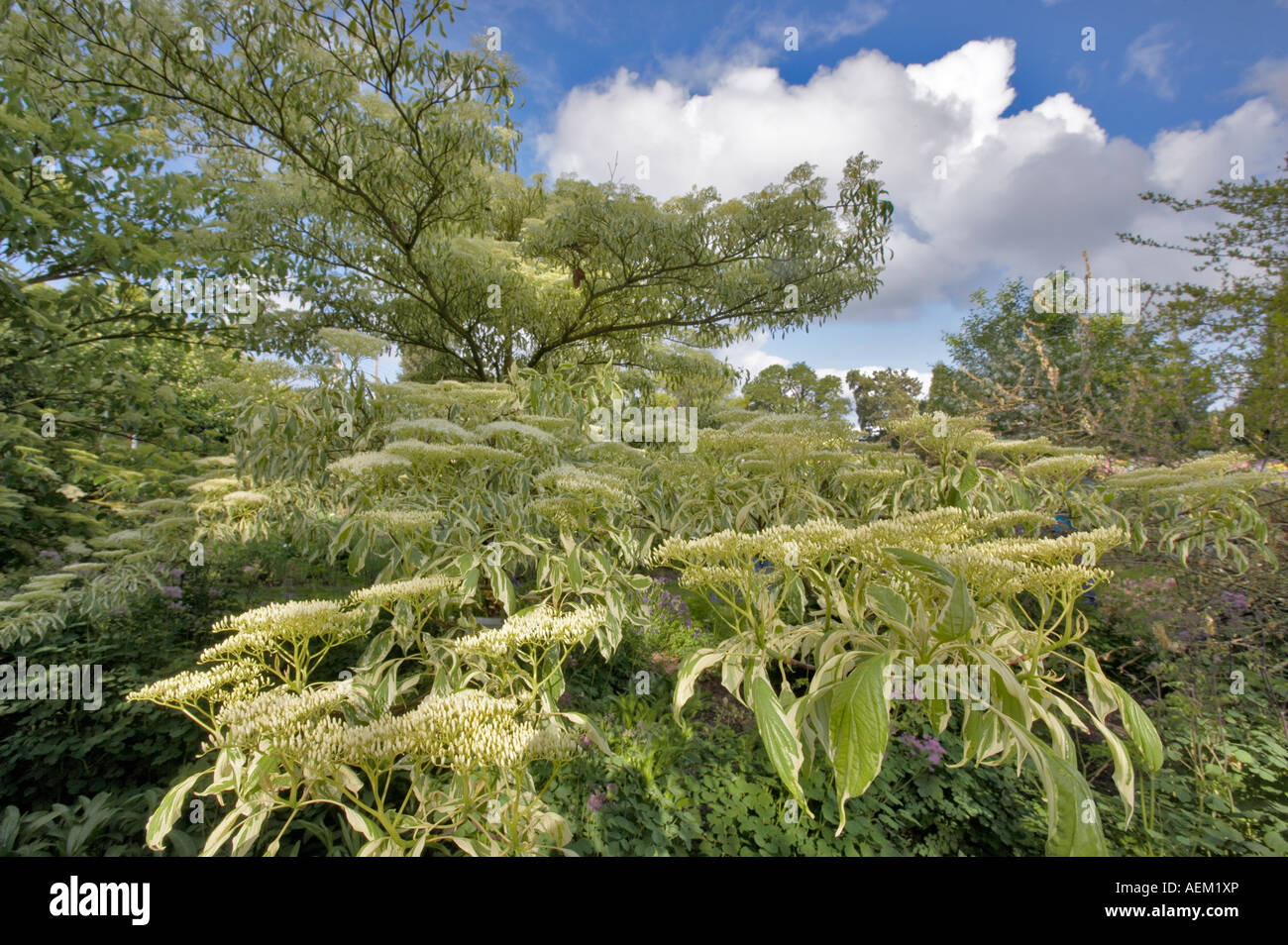 Großen Pagode Hartriegel Cornus Controversa Variegatus Schreiner s Iris Gardens Salem Oregon Stockfoto